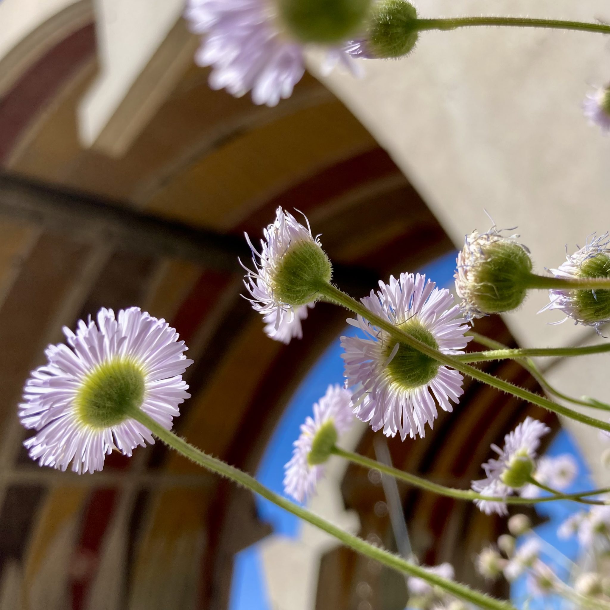 Spring Flowers under the Arcosanti Vaults