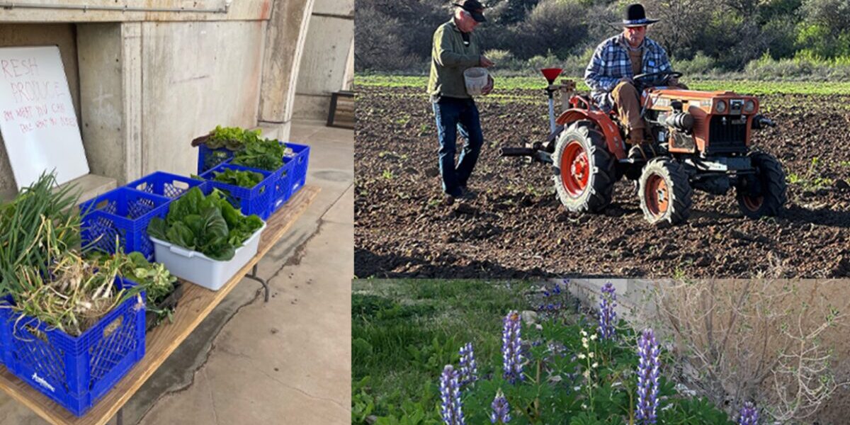 Arcosanti Agriculture