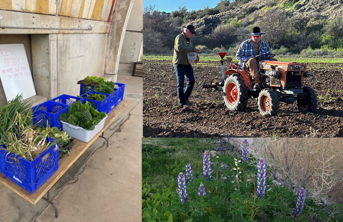 Arcosanti Agriculture